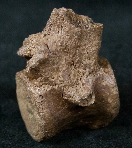 Unidentified Theropod Caudal Vertebrae #12811